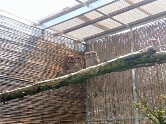 Mláďata puštíka obecného v táborské zoo.