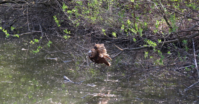 Puštík obecný zapletený to rybářského vlasce. Puštík obecný zapletený to rybářského vlasce.