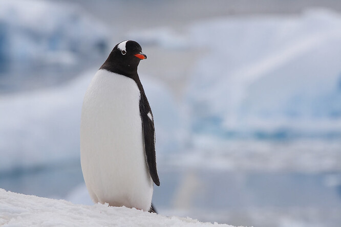 "Fakt, že tučňáky očkujeme teď, je jen shoda okolností, která s koronavirem vůbec nesouvisí. Ukazuje ale to, jak jsou vakcíny důležité, zejména nyní," řekl ředitel akvária Aslak Sverdrup.