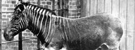 Zebra kvaga