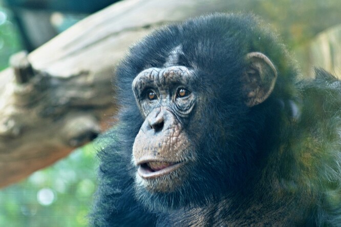 Šimpanz v hodonínské zoologické zahradě.