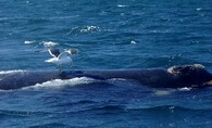 Racek klovající do velryby