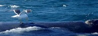 Racek klovající do velryby
