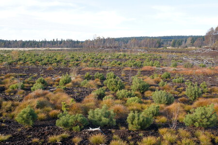 Řádková výsadba borovice bažinné provedená po ukončení těžby na Perninském rašeliništi 2010.
