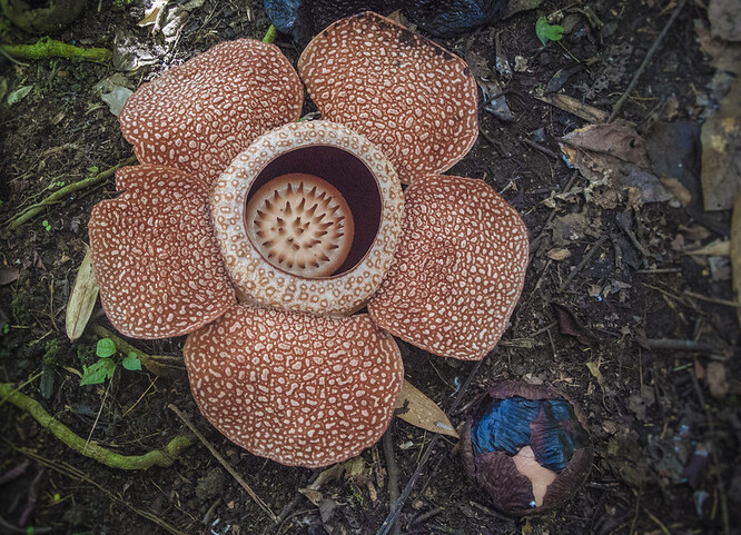 Raflézie Arnoldova (Rafflesia arnoldii) je tropická, parazitická rostlina s nejrozměrnějším květem, ten mívá v průměru 0,6 až 1 m a vážívá téměř 11 kg.