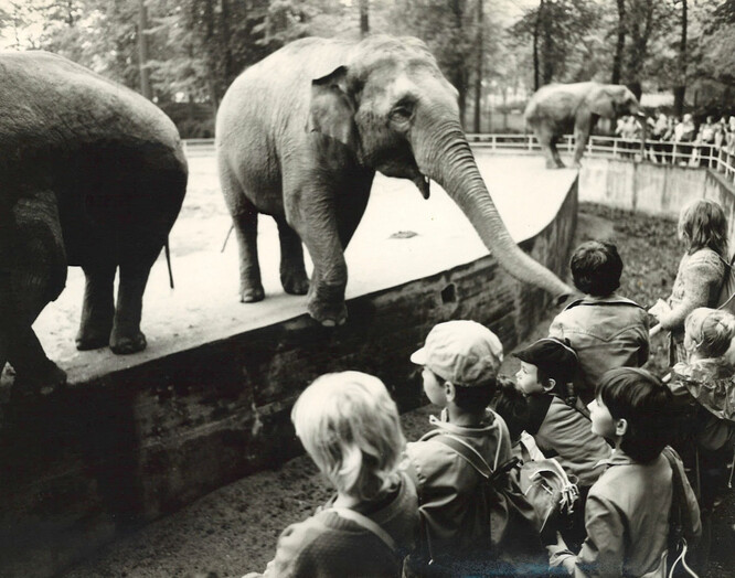 Rání přicestovala do liberecké zoo v roce 1967 z indické Kalkaty jako čtyřleté slůně a v Liberci tak strávila naprostou většinu svého života.