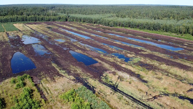 Biotop saranče slaništní na revitalizovaném rašeliništi Hrdlořezy.