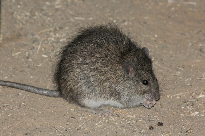 Podle odborníků byly letos ideální podmínky pro rozmnožování místního druhu krysy Rattus villosissimus. Kombinace vlhkého počasí a hojné sklizně zvýšila jejich počet.
