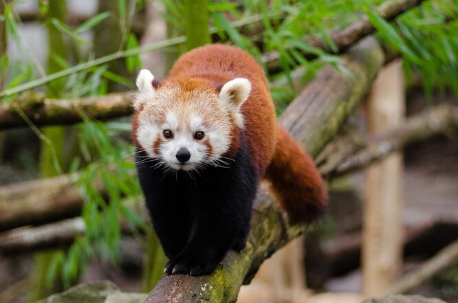 Panda červená je menší stromová šelma, o něco větší než kočka domácí. Pandě velké není blízce příbuzná, má pouze podobný způsob života.