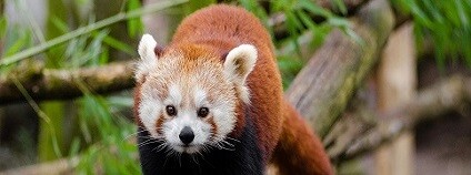 Panda červená Foto: janeb13 pixabay.com
