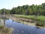 Revitalizovaná část těženého rašeliniště v Přírodní rezervaci Borkovická  blata na Táborsku