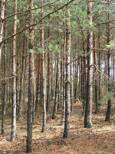 Obvyklý obrázek lesnické rekultivace - zcela fádní borová monokultura v pískovně u Veselí nad Lužnicí