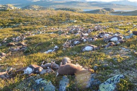 Výlet na jednu z náhorních plošin norského národního parku Hardangervidda může nabídnout děsivý pohled. Na relativně malé ploše se tu nachází více než tři stovky rozkládajících se bezhlavých sobů.