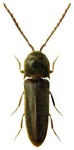 Rhacopus pyrenaeus