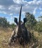 V Jižní Africe preventivně odstraňují rohy nosorožcům. Bojí se nájezdů pytláků