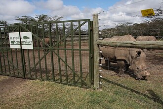 Vjezd do výběhů severních bílých nosorožců. Mezi severní bílé nosorožce se mohou podívat i turisté. Musejí za to zaplatit navíc nad běžné vstupné do Ol Pejety a jejich množství je omezeno na maximálně dva terénní automobily denně