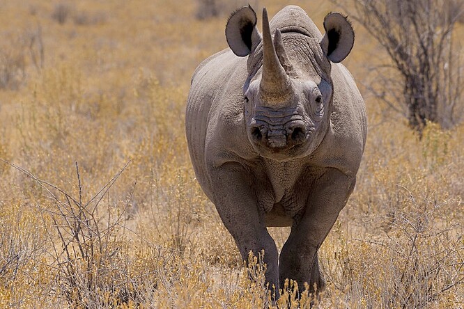 Nosorožec v Namibii.