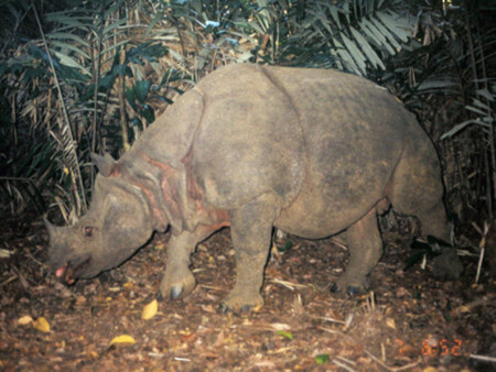 Nosorožec jávský v minulosti obýval džungle jihovýchodní Asie a Indie. V současné době však žije na světě pouze 67 kusů tohoto vzácného živočicha.