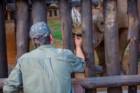 Pěti vzácným nosorožcům černým ze ZOO Dvůr Králové nad Labem se v novém domově ve středoafrické Rwandě daří dobře. Zvířata do rezervace Akagera dorazila před více než dvěma týdny, 24. června.