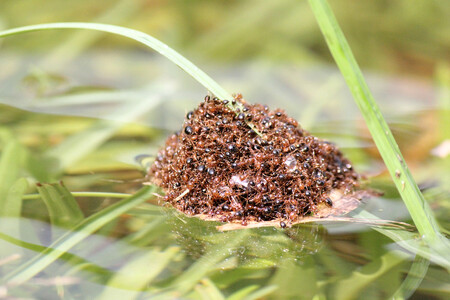 Živý plovoucí ostrov z mravenců. Jde o dynamicky se měnící uskupení, takže se mravenci netopí.