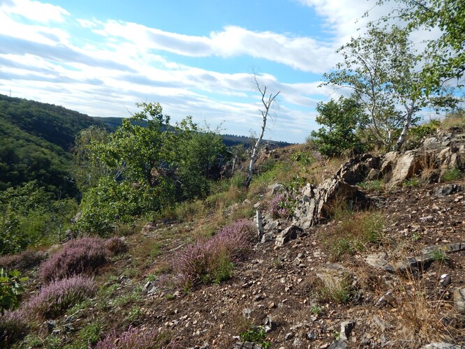 Vegetace skalních výchozů a drolin na vyhlídce Řivnáče