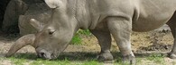 Samice nosorožce Cottonova ze zoo Dvůr Králové