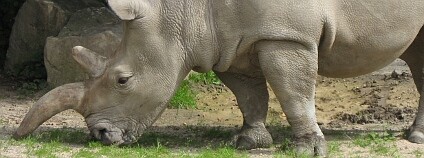 Samice nosorožce Cottonova ze zoo Dvůr Králové. Foto: Jan Robovský