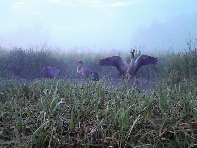 Rodinka jeřábů popelavých v ranním šeru na Mnišských loukách. Snímek z fotopasti zachycující i letošní mládě dokládá opětovné vyhnízdění v ptačím parku nebo v jeho blízkém okolí.