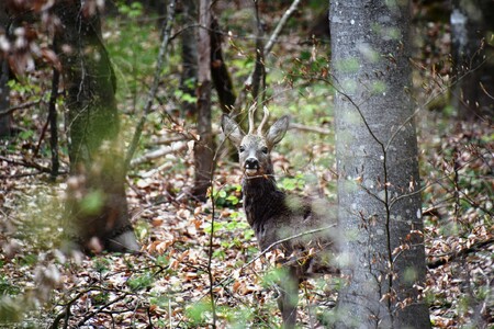 Býložravá zvěř v českých lesích způsobuje značné škody především na mladých lesních porostech tím, že okusuje mladé výhonky a starší porosty poškozují loupáním kůry.