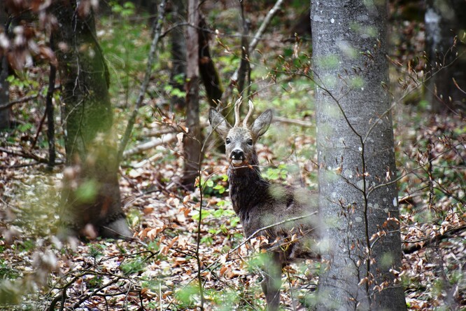 Poškození zvěří má velký vliv na rozmanitost druhů v lesích a ztěžuje úspěšnou obnovu lesů pro kůrovcové kalamitě.