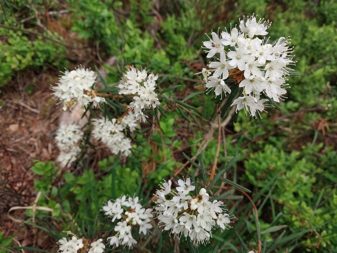Rojovník bahenní. Rojovník bahenní.