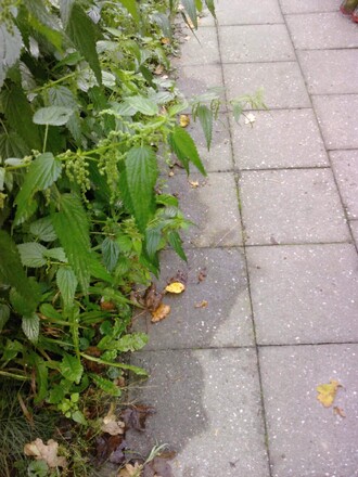 Ranní rosa odkapávající z vegetace na chodník.