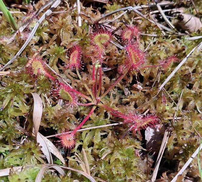 Rosnatka okrouhlolistá. Rosnatka okrouhlolistá.