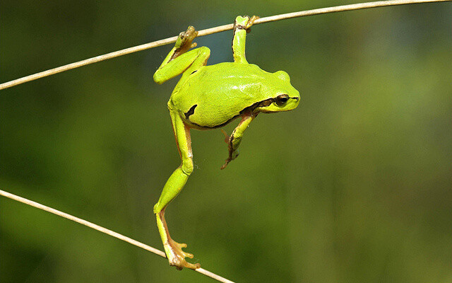 Jedním z druhů, jejichž počet dramaticky vzrostl, byla drobná rosnička zelená. Tato žába ráda skáče z keřů na stromy a je jedním z nejpohyblivějších druhů, který je schopen urazit vzdálenost několika kilometrů.