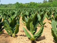 Rostliny tabáku