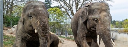 Sloni Max a Rudi míří do nových domovů Foto: Zoo Praha