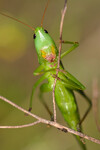 Kobylka kuželohlavá