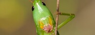 Kobylka kuželohlavá