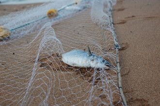 Nelegální rybolov ohrožuje populace ryb v mořích.