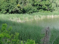 V pobřežních porosech několika jezer na jižní Moravě byl objeven nový druh pavouka, snovačka moravská. Prostřední rybník u Lednice. Foto 