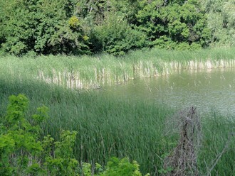 V pobřežních porostech několika jezer na jižní Moravě byl objeven nový druh pavouka, snovačka moravská. Prostřední rybník u Lednice.