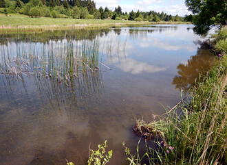 Dobře vyhlížející malý rybník s funkční příbřežní vegetací a zřejmě i s dobrou biodiverzitou.