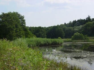 Vykoupená lokalita Jinošovské údolí - rybník Kačák lemují bohaté břehové porosty.