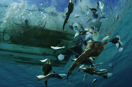 Nejviditelnější dopad má rybolov a míra přetěžení jednotlivých lovišť, která vede k úbytku druhů. Na snímku ryby vyhozené jako odpad z rybolovu.