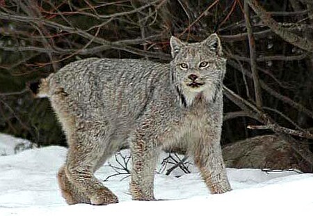 Rys kanadský je v ohrožení - ale vlci mu pomáhají v návratu... Rys kanadský je v ohrožení - ale vlci mu pomáhají v návratu...