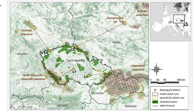 ČR jako křižovatka pro rysí populace – šipky ilustrují směr přesunu ze zdrojové populace u zachycených jedinců (upraveno dle Gajdárová et al. 2021).