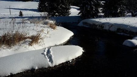 Díky čerstvému sněhu jsou vidět stopy vyder. Díky mrazu opustí vydry řeku a vylezou na břeh. Díky odborníkům se podaří stopy spočítat.