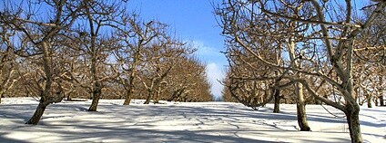 Sad v zimě Foto: liz west Flickr