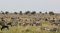 Stádo zeber v Serengeti 