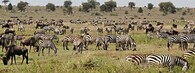 Stádo zeber v Serengeti 